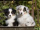  chiots berger australien LOF