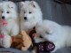 Chiots type Samoyède..