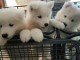 Jolis chiots Samoyède LOF