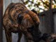 Presa Canario chiots à vendre