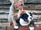 Bulldog anglais chiots