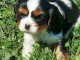 chiots Cavalier king Charles lof pour adoption 