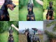 Chiots Doberman exceptionnels 