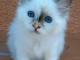 Magnifiques chatons sacre de Birmanie a donner 