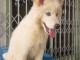 adorables chiots recherche une famille d