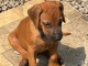 Des jolies chiots disponible pour une maison d