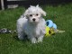 Adorable chiot bichon maltais femelle a donner