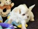 Jolie chiot bichon maltais femelle a donner