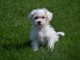 Jolie chiot bichon maltais femelle a donner