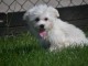 Jolie chiot bichon maltais femelle a donner