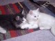 Magnifiques chatons Norvégiens 