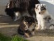 Chiots berger shetland disponibles de suite 