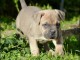 Chiots cane corso a donner 