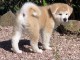 CHIOT AKITA ADORABLE pour l