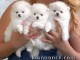 Disponibles de suite magnifiques chiot spitz nain 