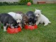  A donner chiots Husky de sibérien très gentille.