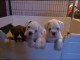 Sublime chiots CAVALIER KING CHARLES LOF dont 3 mâle et 3 femelle