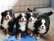 Disponible de suite chiots bouvier 