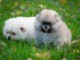 Magnifiques Chiots Spitz Nain Poméranien Pure Race
