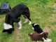 Magnifiques Chiots Border Collie Pure Race