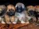 Superbes Chiots Lhassa Apso Pure Race