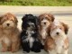 Superbes Chiots Bichon Havanais Pure Race Pedigree