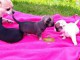 Superbes Chiots Chihuahua Pure Race