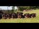 Superbes Chiots Yorkshire Terrier Pure Race