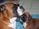 Magnifiques Chiots Boxer Pure Race