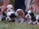 Adorables Chiots Cavalier King Charles Pure Race