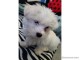 Disponibles de suite magnifiques chiot bichon maltais trois mois 