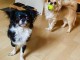 Disponibles pour adoption deux chiots de race chihuahua