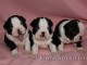 Chiots boston terrier LOF disponibles