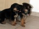 Chiots berger allemand LOF DISPONIBLE DE SUITE 