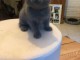Chatons Chartreux loof 