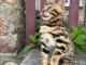 chatons bengal a donner