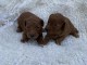 Caniche nain rouge Chiots