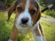 A donner chiots Beagle 