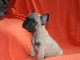 A donner chiot bouledogue français femelle