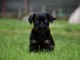 Chiots Petit brabançon disponibles de suite