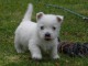 A donner chiots Westie 