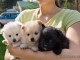 Chiots de race Spitz nain