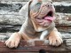 Bulldog anglais chiots