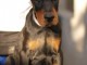 Dobermann chiots à vendre