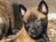 Chiots Berger Malinois LOF 