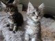 Magnifique chatons main coon disponible  