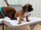 Chiots boxer Tres Urgent