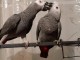 Magnifiques perroquets gris du Gabon