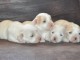 Adorables chiots  Coton de Tulear disponible 