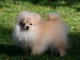 Don chiot spitz nain femelle blanche